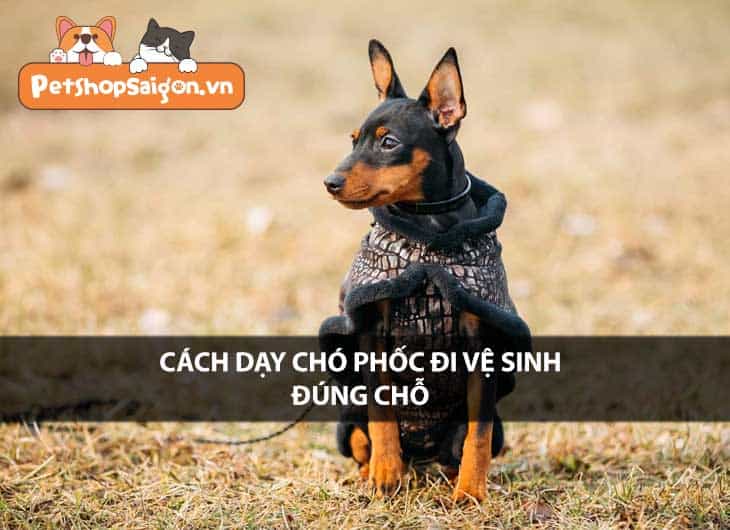 Cách dạy chó Phốc đi vệ sinh đúng chỗ