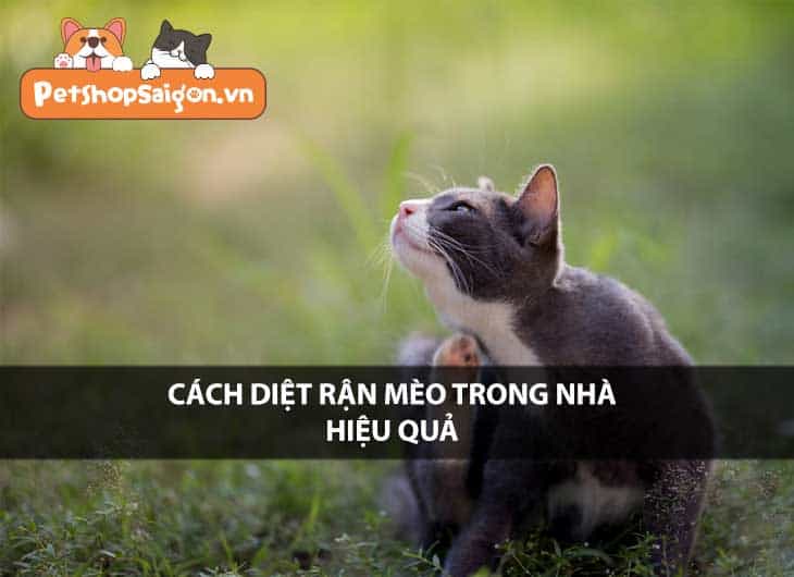 Cách diệt rận mèo trong nhà hiệu quả