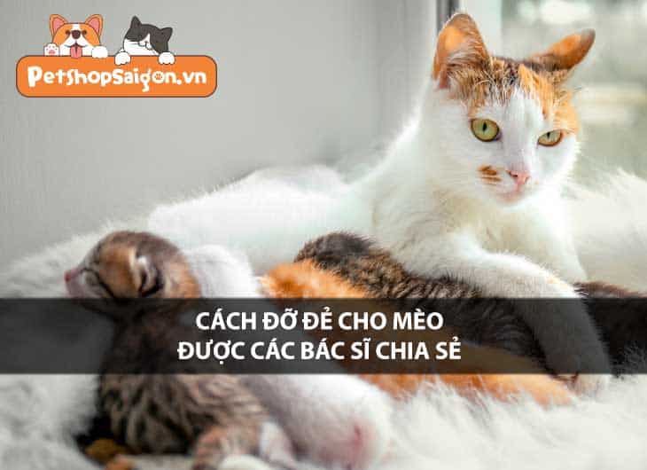 Cách đỡ đẻ cho mèo được các bác sĩ chia sẻ