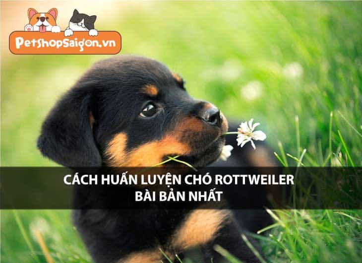 Cách huấn luyện chó Rottweiler bài bản nhất