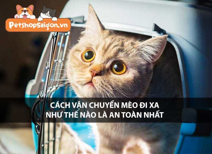 Cách vận chuyển mèo đi xa như thế nào là an toàn nhất?