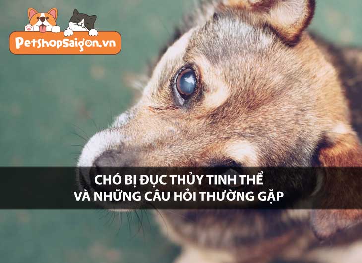 Chó bị đục thủy tinh thể và những câu hỏi thường gặp