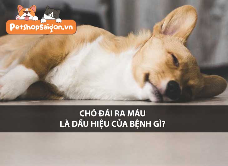 Chó đái ra máu là dấu hiệu của bệnh gì?