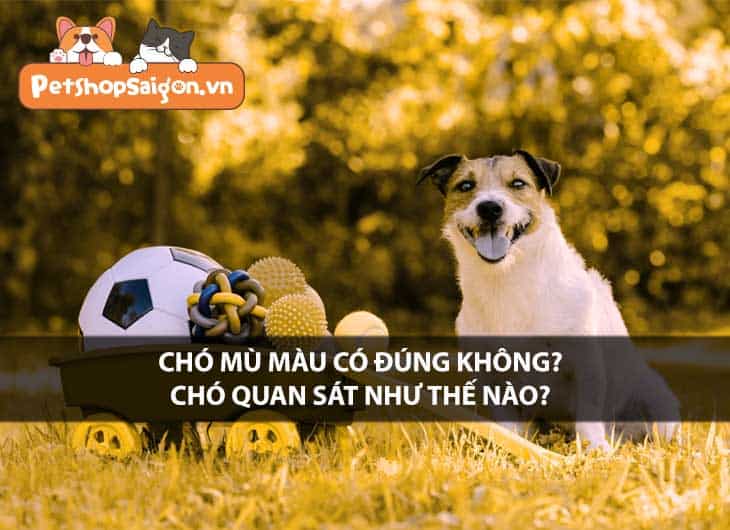 Chó mù màu có đúng không? Chó quan sát thế nào?