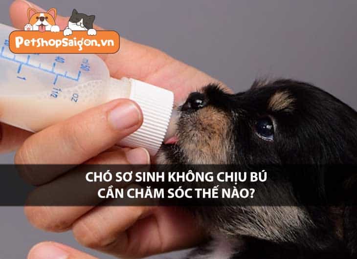 Chó sơ sinh không chịu bú cần chăm sóc thế nào?