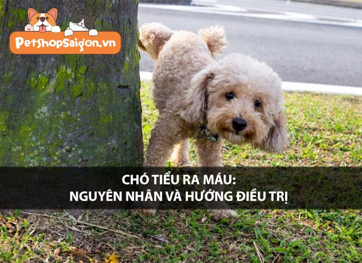 Chó tiểu ra máu: Nguyên nhân và hướng điều trị