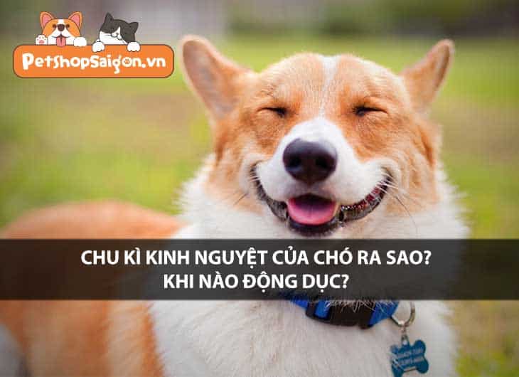 Chu kỳ kinh nguyệt của chó ra sao? Khi nào động dục?