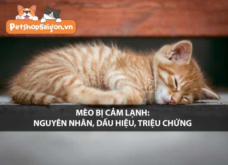 Mèo bị cảm lạnh: Nguyên nhân, dấu hiệu, triệu chứng