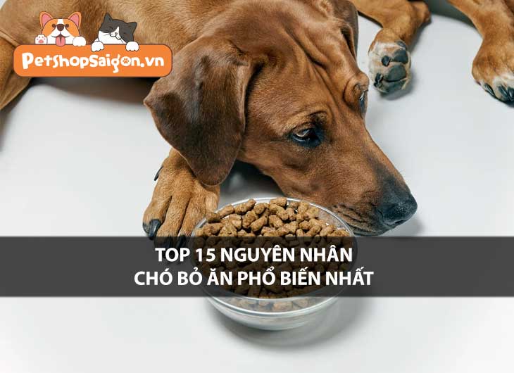 Top 15 nguyên nhân chó bỏ ăn phổ biến nhất