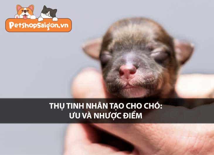 Thụ tinh nhân tạo cho chó: Ưu và nhược điểm