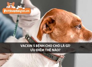 Vacxin 5 bệnh cho chó là gì? Ưu điểm thế nào?