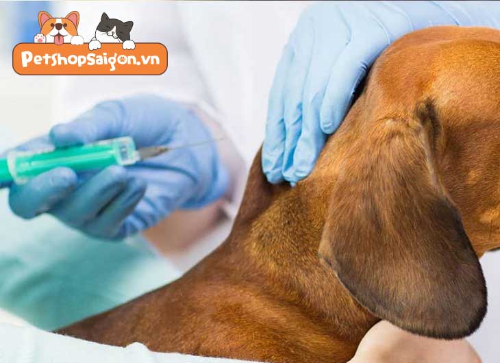 Vacxin 5 bệnh cho chó