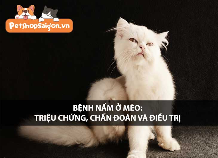 Bệnh nấm ở mèo: Triệu chứng, chẩn đoán và điều trị