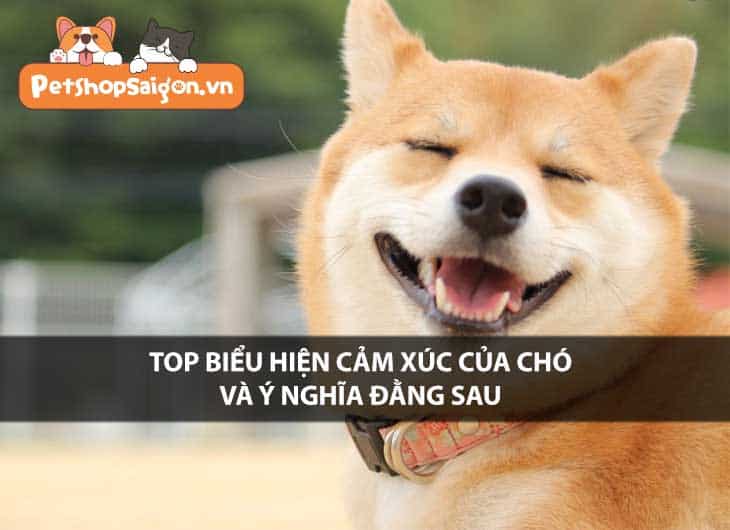 Top biểu hiện cảm xúc của chó và ý nghĩa đằng sau