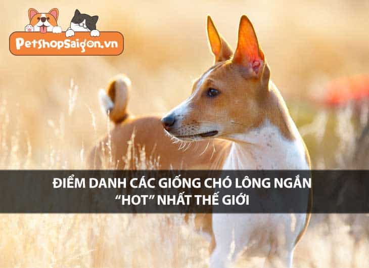 Điểm danh các giống chó lông ngắn 