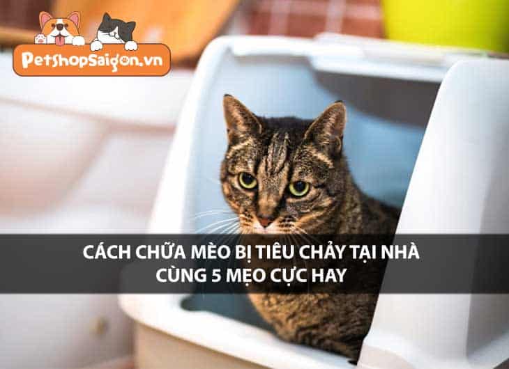 Cách chữa mèo bị tiêu chảy tại nhà cùng 5 mẹo cực hay