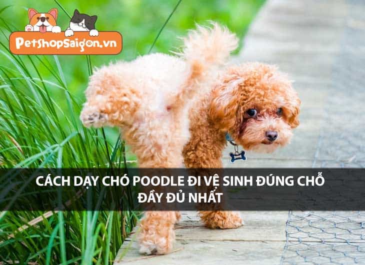 Cách dạy chó Poodle đi vệ sinh đúng chỗ đầy đủ nhất