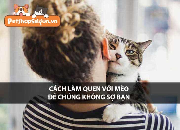 Cách làm quen với mèo để chúng không sợ bạn