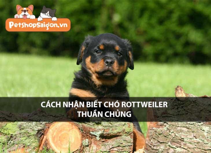 Cách nhận biết chó Rottweiler thuần chủng