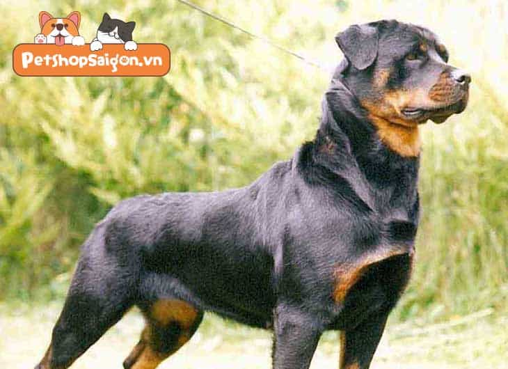Cách nhận biết chó Rottweiler thuần chủng