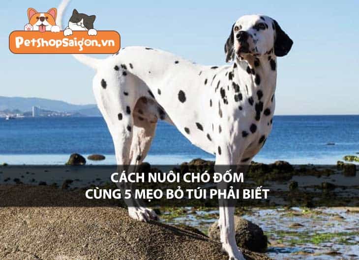 Cách nuôi chó Đốm cùng 5 mẹo bỏ túi phải biết!