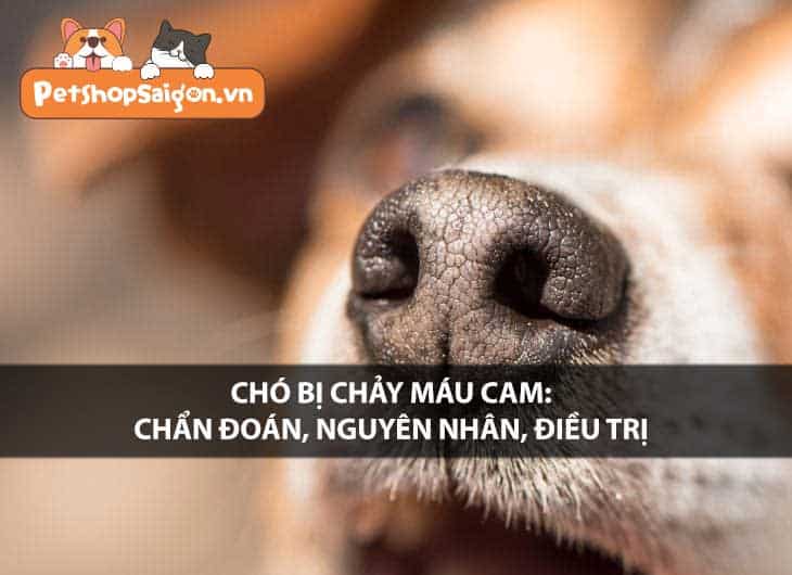 Chó bị chảy máu cam: Chẩn đoán, nguyên nhân và điều trị