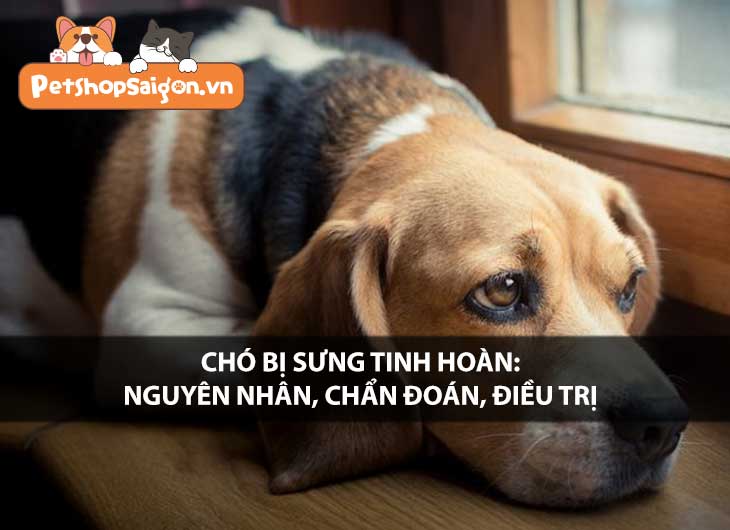 Chó bị sưng tinh hoàn: Nguyên nhân, chẩn đoán, điều trị