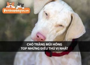 Chó trắng mũi hồng - Top những điều thú vị nhất