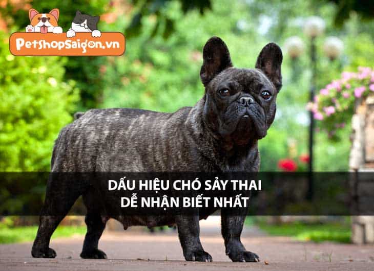 Dấu hiệu chó sảy thai dễ nhận biết nhất