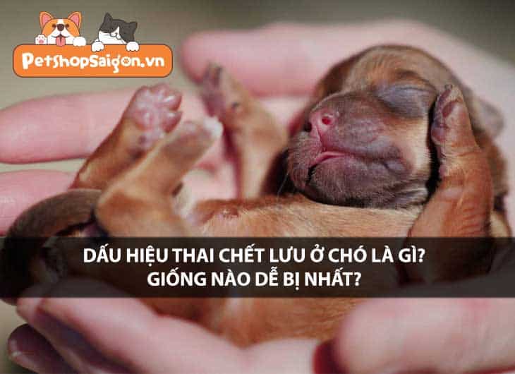 Dấu hiệu thai chết lưu ở chó là gì? Giống nào dễ bị nhất?