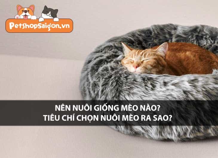 Nên nuôi giống mèo nào? Tiêu chí chọn nuôi mèo ra sao?