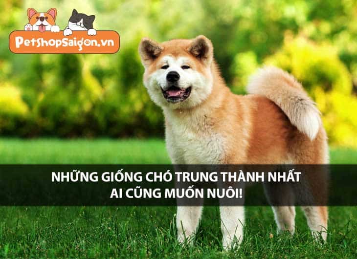 Những giống chó trung thành nhất ai cũng muốn nuôi!