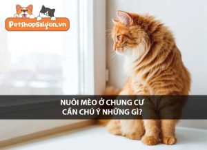 Nuôi mèo ở chung cư cần chú ý những gì?