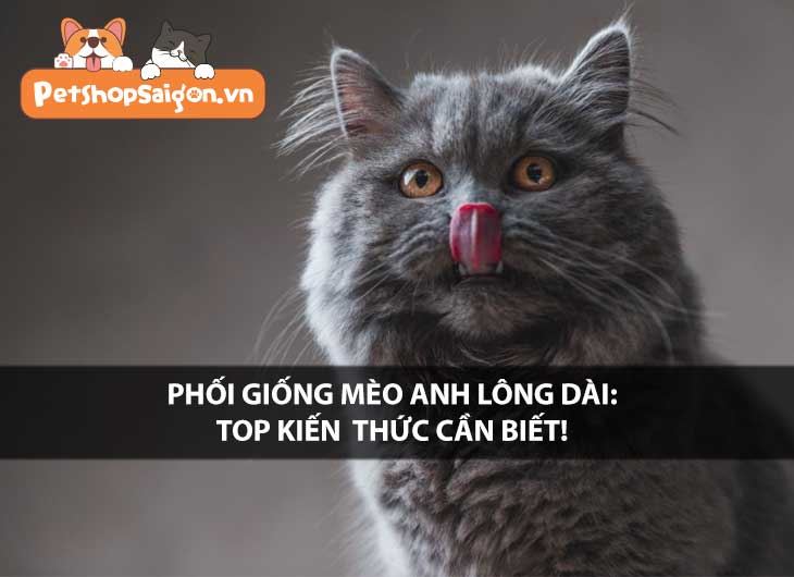 Phối giống mèo Anh lông dài: Top kiến thức cần biết!