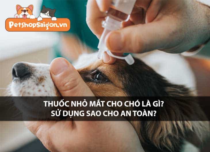 Thuốc nhỏ mắt cho chó là gì? Sử dụng sao cho an toàn?