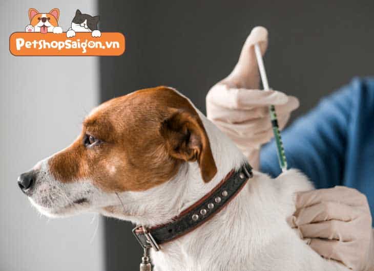 5 điều bác sĩ thú y trông đợi bạn sẽ làm cho chó