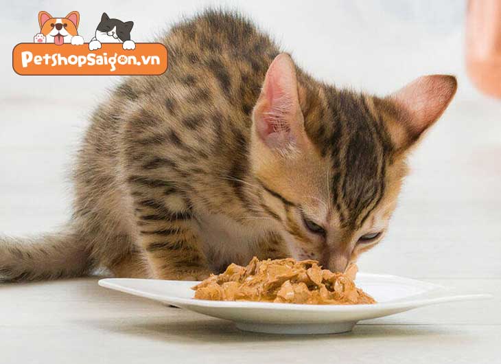 Bạn nên cho mèo ăn bao nhiêu là đủ?