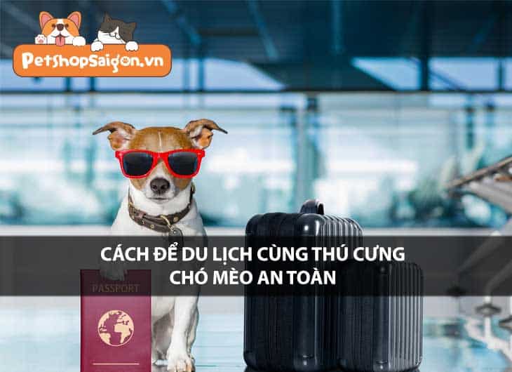 Cách để du lịch cùng thú cưng chó mèo an toàn nhất