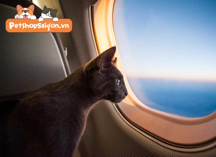 Cách để du lịch cùng thú cưng chó mèo an toàn nhất