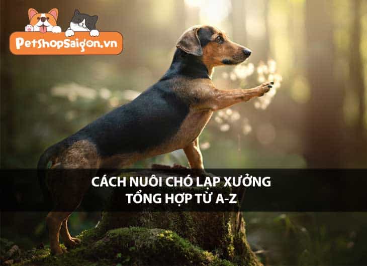 Cách nuôi chó lạp xưởng tổng hợp từ A-Z