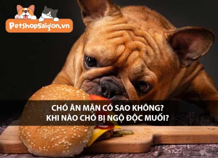 Chó ăn mặn có sao không? Khi nào chó bị ngộ độc muối?