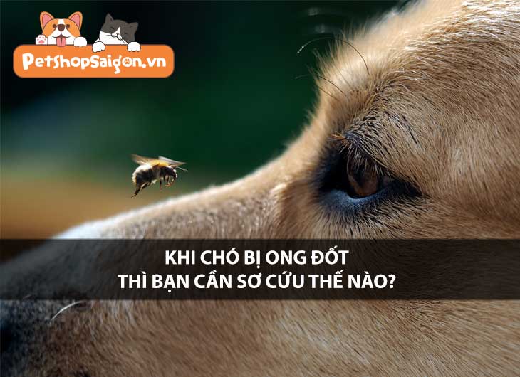 Chó bị ong đốt thì bạn cần sơ cứu thế nào?