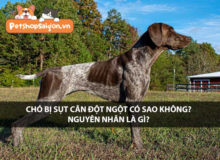 Chó bị sụt cân đột ngột có nguy hiểm không? Nguyên nhân là gì?