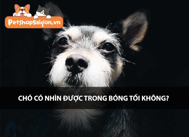 Chó có nhìn được trong bóng tối không?