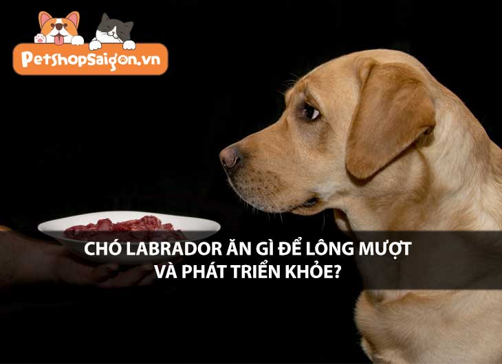 Chó Labrador ăn gì để lông mượt và phát triển to khỏe