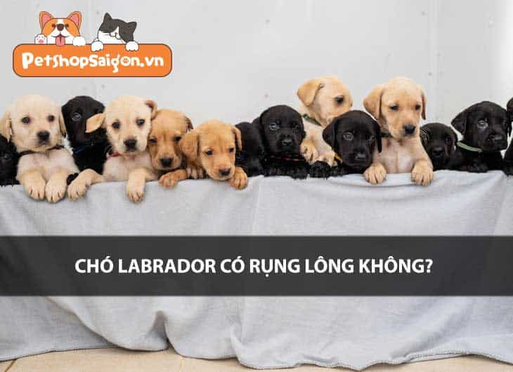 Chó Labrador có rụng lông không?