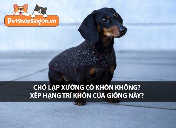 Chó Lạp Xưởng có khôn không? Xếp hạng trí khôn của giống này?