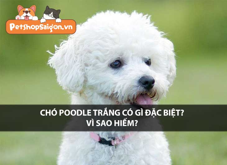 Chó Poodle trắng có gì đặc biệt? Vì sao hiếm?