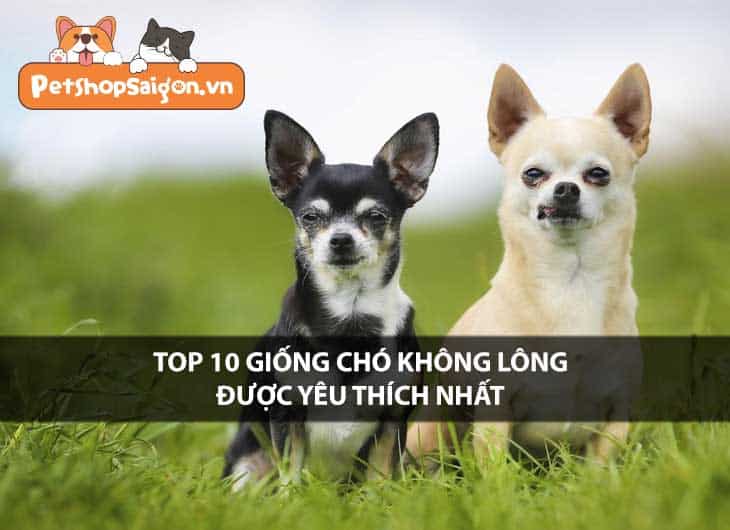 Top 10 giống chó không lông lạ lùng được yêu thích nhất