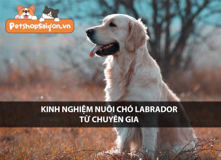 Kinh nghiệm nuôi chó Labrador tổng hợp từ chuyên gia